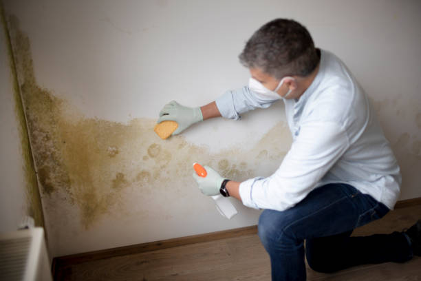 Best Mold Remediation for Healthcare Facilities  in Canton, IL